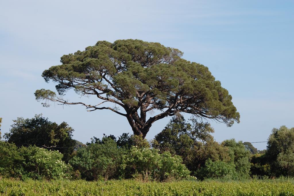 הייר Chateau De La Clapiere מראה חיצוני תמונה